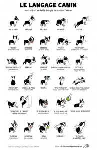 Le langage des oreilles chez le chien