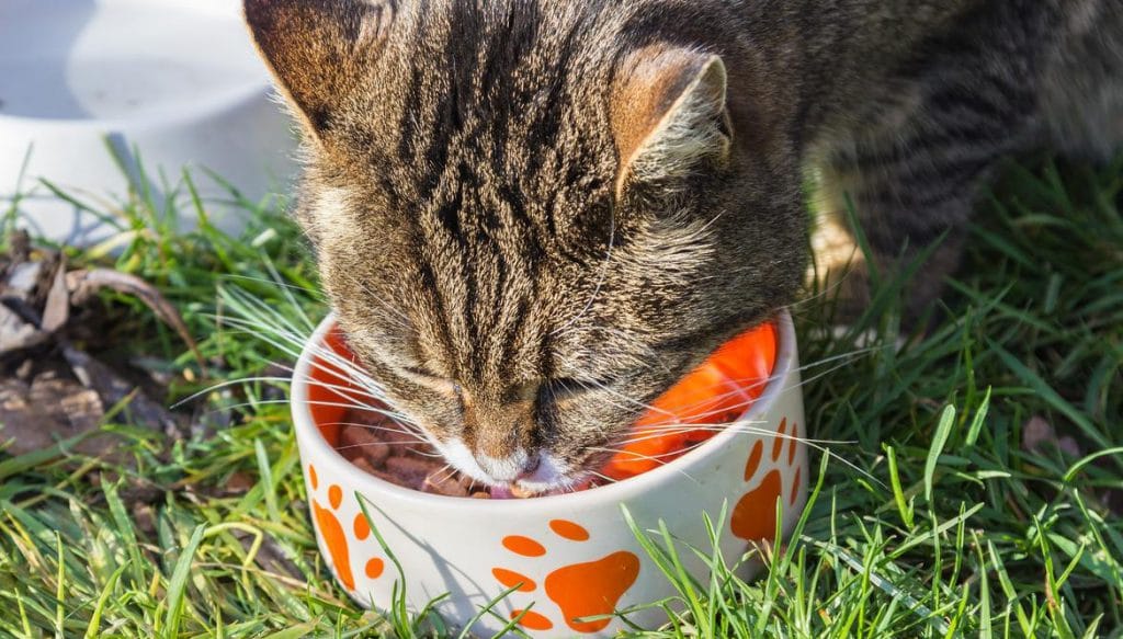 Les chats disposent de plusieurs récepteurs du goût amer